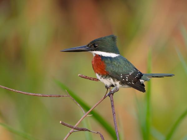 Groene ijsvogel (Chloroceryle americana)